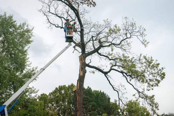 Tree Root Removal in Steger, IL